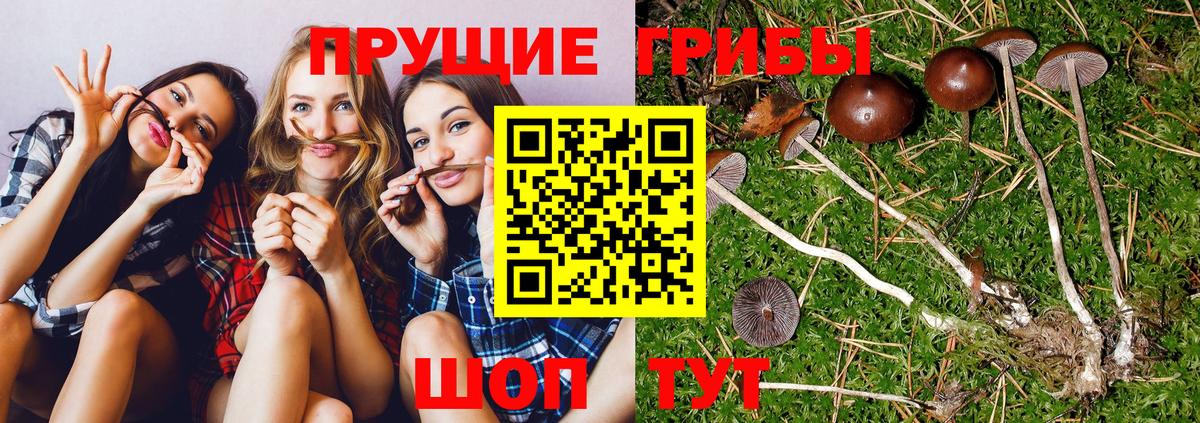 Ишим  Псилоцибиновые грибы Psilocybine cubensis  как найти наркотики  Псилоцибиновые грибы мицелий  Вход с VPN 